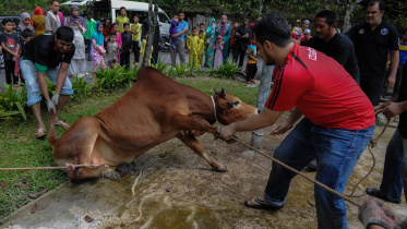 মালয়েশিয়ার আমপাং অঞ্চলে ঈদুল আযহা উপলক্ষে গরু কোরবানি দেওয়ার প্রস্তুতি। ফাইল ছবি: এএফপি (২০১৪)
