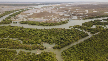 Mangrove Forest of Sonadia Dwip