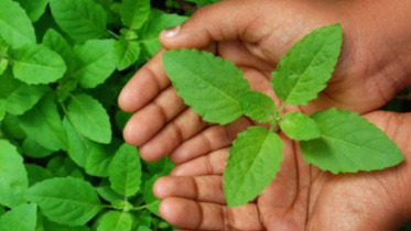 Tulshi Leaf