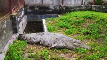 কুমির