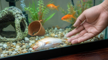 fish