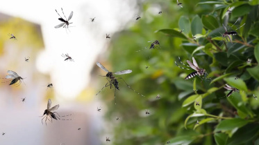 mosquito