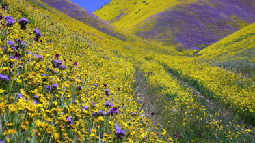 superbloom.