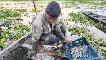 হাওরের কৃষকদের শেষ ভরসা হয়ে উঠছে মাছ। ছবি: মিন্টু দেশোয়ারা/স্টার