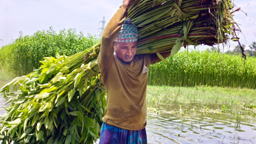 পাট