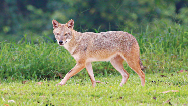  Jackal