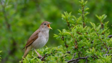 Nightingale-in-tree-singing