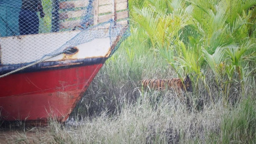 sundarban