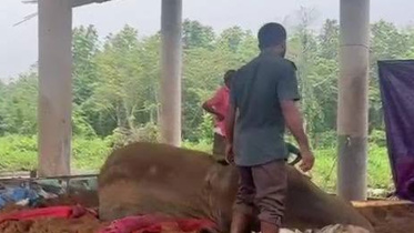 অসুস্থ রাজু বাহাদুর