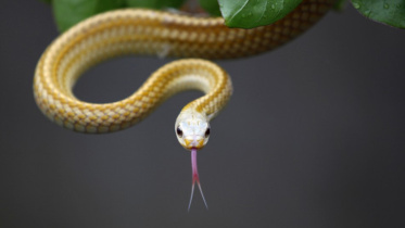 snakes