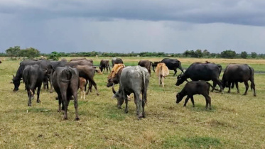 যমুনার চর। ছবি: স্টার