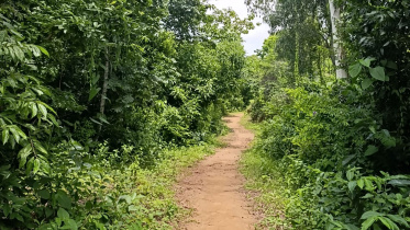 Maheshkhali forest