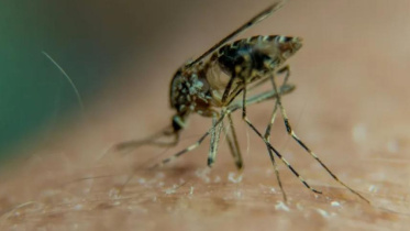 Mosquito