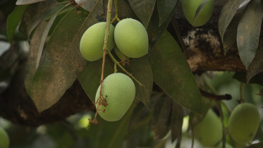 mango11