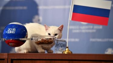cat attempts to predict