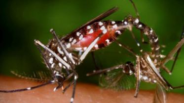 Aedes