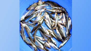 batashi fish.jpg
