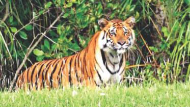 Bengal tiger
