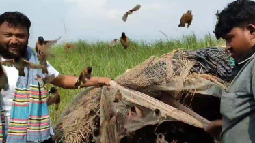 Birds.jpg
