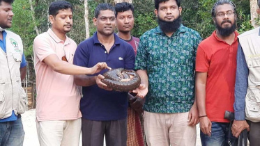 Bonrui-Rescued_Collected.jpg