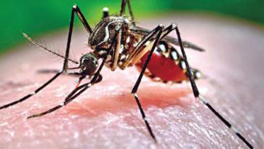dengue