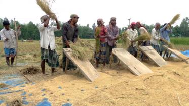 dinajpur_paddy_price.jpg