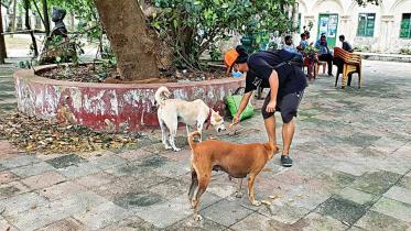 dogs4.jpg