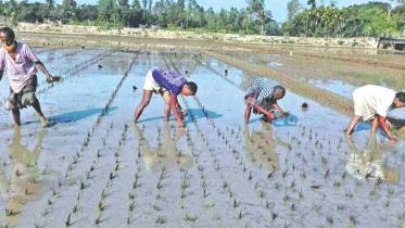 Farmers