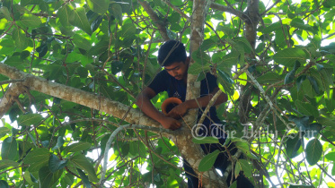 হারি.jpg