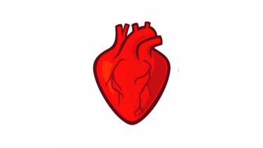 heart