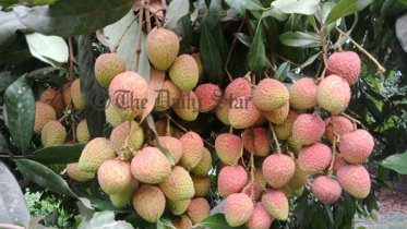 LICHI.jpg