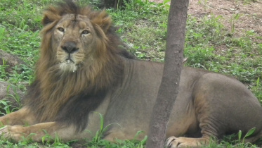 Lion.jpg