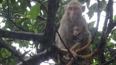 Monkey