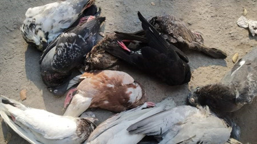 Morelgonj_Bird_1May21.jpg