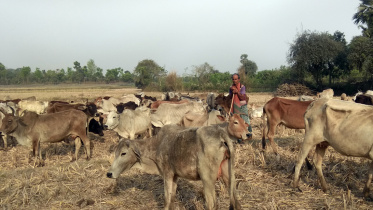 Nababganj_Cow_23Apr21.jpg