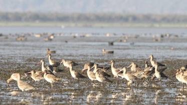Sylhet-Wildbird-Monitoring-and-Research-Camp-2---Copy.jpg