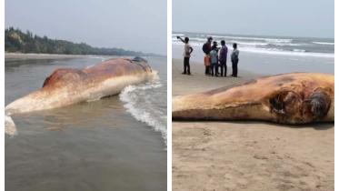Whale-1.jpg