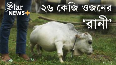 cow_thumbnail_youtube.jpg