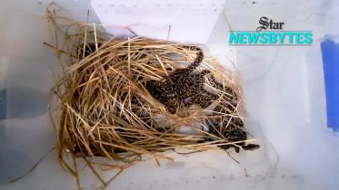 thumbnail-newsbytes-web.jpg