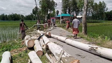 lalmonirhat_roadside_trees.jpg