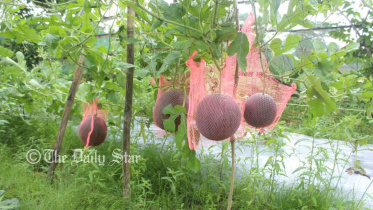 patuakhali2.jpg
