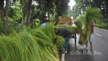 barishal_rice.jpg