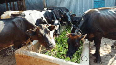 cow.gif