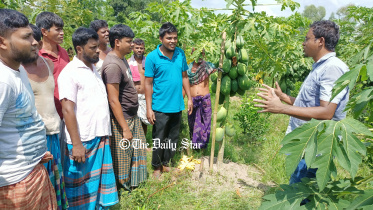 lalmonirhat_tobacco.jpg