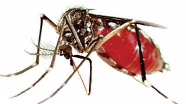 dengue_1.jpg