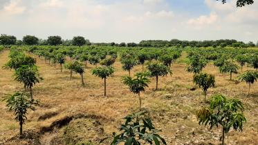 mango_orchard.jpg