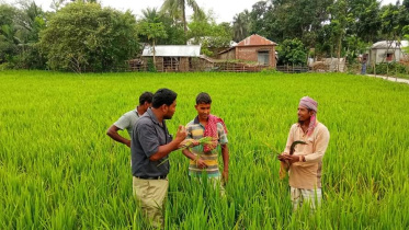 kushtia_paddy.jpg