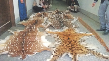 tiger_skin.jpg
