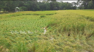 patuakhali.jpg