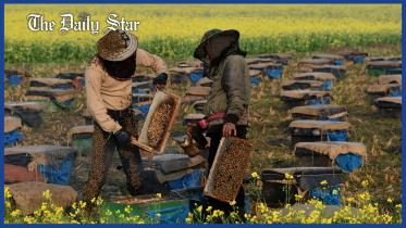 honey_collector.jpg
